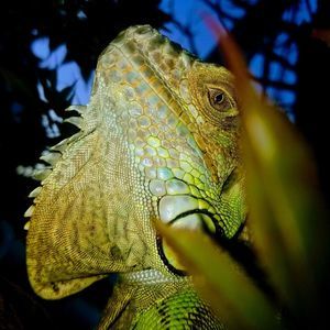 Meet your Posher, Benjamin